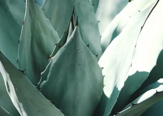 hydratant et volume à l’aloe vera et huile de romarin