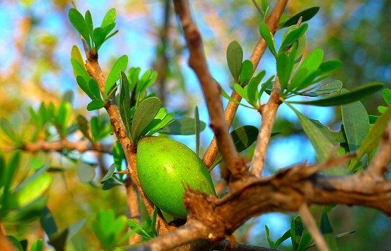 à l’huile d’argan