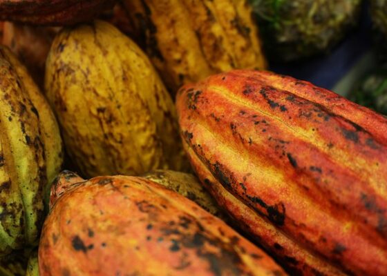 Nourissant et croissance au cacao