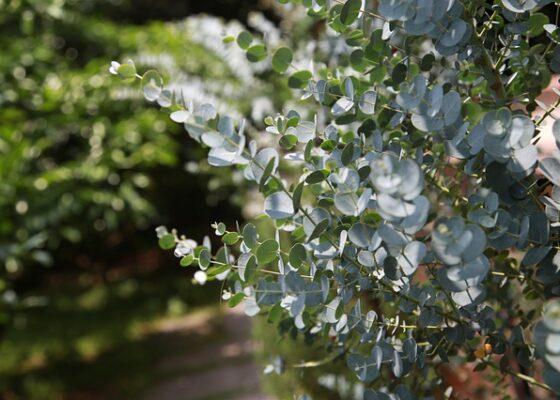 au vinaigre et à l’huile essentielle d’eucalyptus