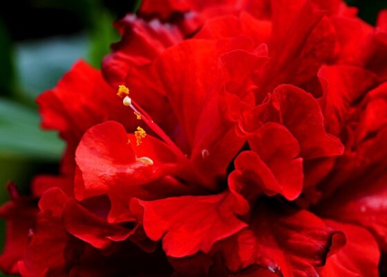 Croissance à l’hibiscus