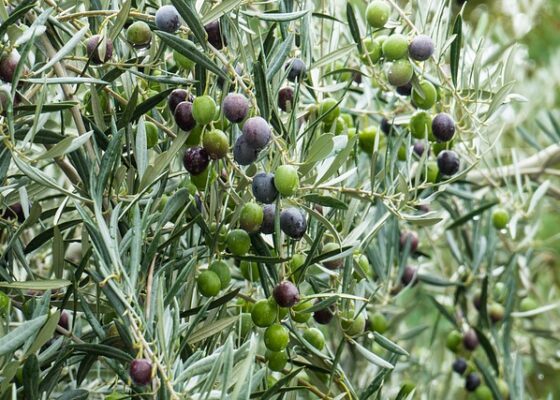 Hydratant au lait de coco et huile d’olive