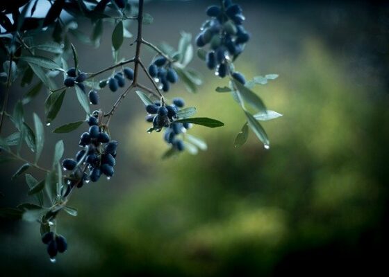 à l’huile d’olive et à la menthe poivrée