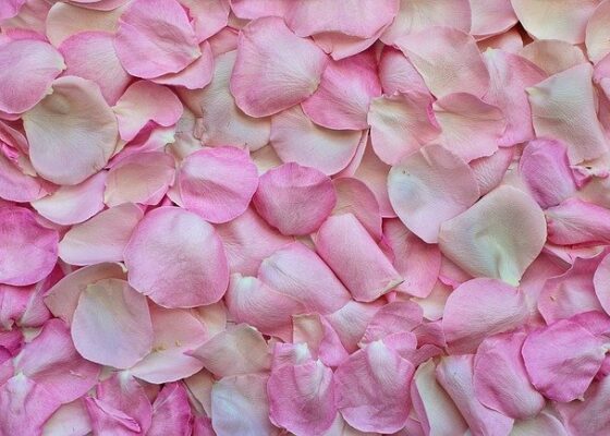 à l’eau de rose